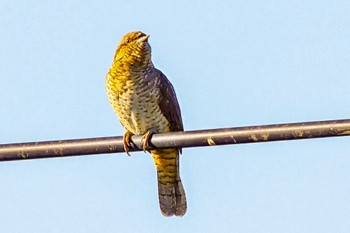 Eurasian Wryneck 山梨県 Sun, 8/27/2023