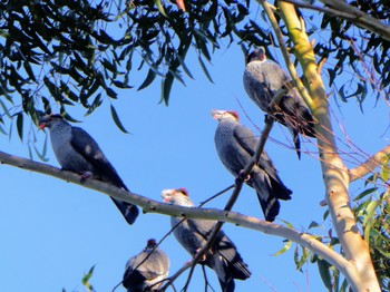 カミカザリバト Ourimbah, NSW, Australia 2023年8月27日(日)