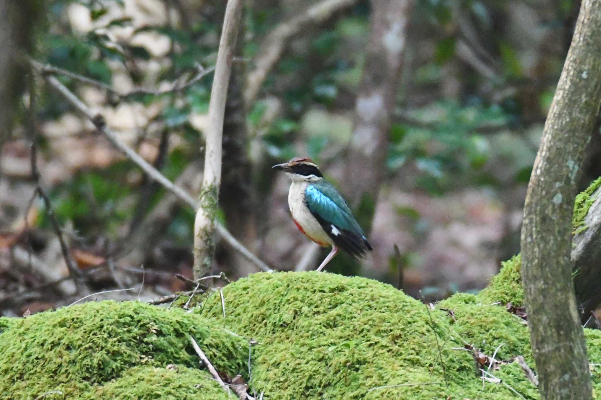 兵庫県 ヤイロチョウの写真 by あひる