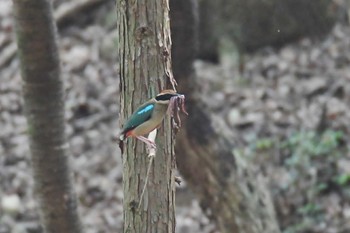 ヤイロチョウ 兵庫県 2023年7月29日(土)