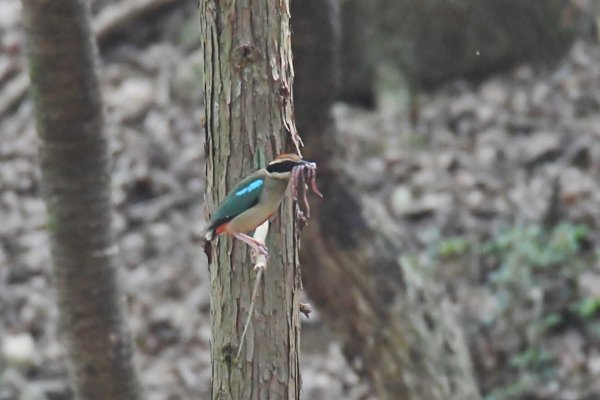 兵庫県 ヤイロチョウの写真