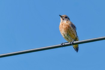 Amur Stonechat JGSDF Kita-Fuji Exercise Area Sat, 8/12/2023