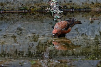 Red Crossbill Unknown Spots Sat, 8/26/2023