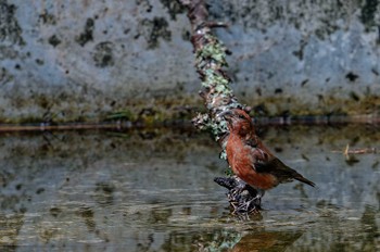 Red Crossbill Unknown Spots Sat, 8/26/2023