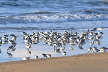 ミユビシギ 千里浜(石川県羽咋市) 2023年8月27日(日)