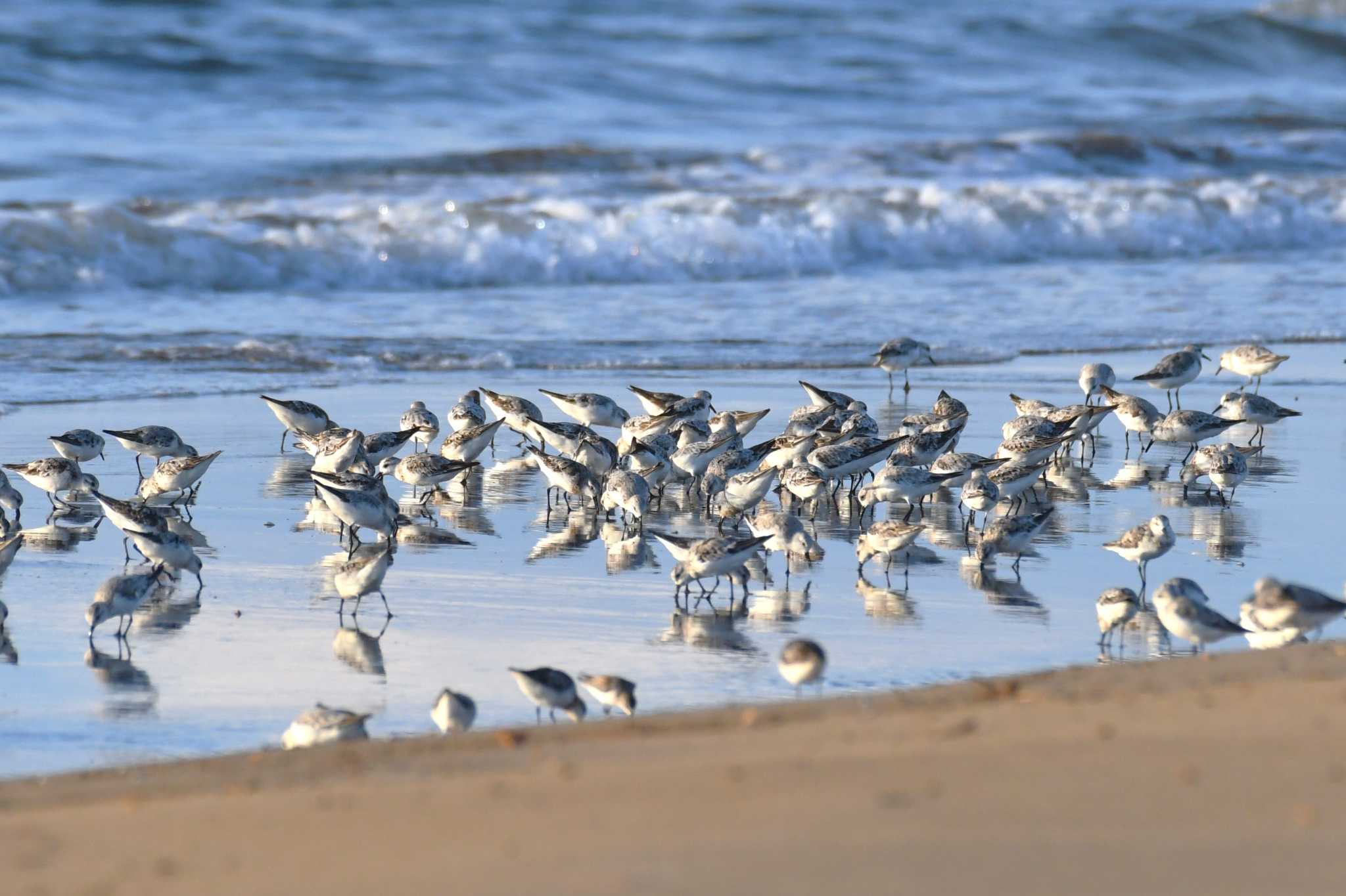 Photo of Sanderling at 千里浜(石川県羽咋市) by Semal