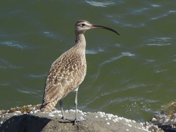 Fri, 8/25/2023 Birding report at 安濃川河口