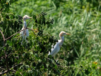 Eastern Cattle Egret 長崎県 Sat, 8/26/2023