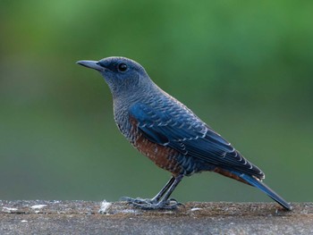 Blue Rock Thrush 長崎県 Sat, 8/26/2023