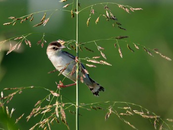 Zitting Cisticola 長崎県 Sat, 8/26/2023