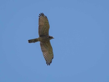 Grey-faced Buzzard 長崎県 Sat, 8/26/2023