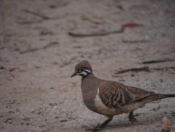 Squatter Pigeon ケアンズ Wed, 8/9/2023