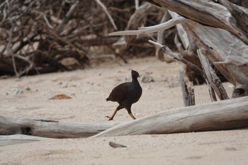 Orange-footed Scrubfowl ケアンズ Tue, 8/8/2023