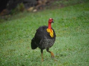 Australian Brushturkey ケアンズ Thu, 8/10/2023