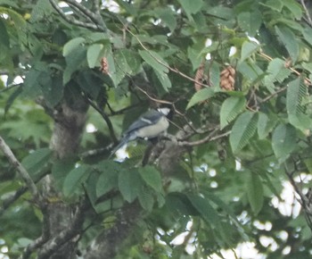 2023年8月28日(月) 伊吹山の野鳥観察記録