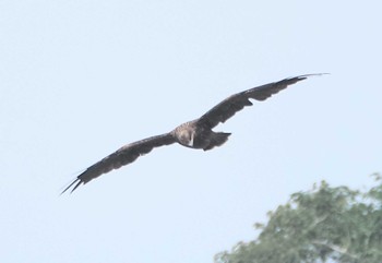 Golden Eagle 伊吹山 Mon, 8/28/2023