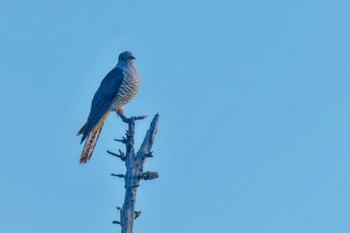 Common Cuckoo JGSDF Kita-Fuji Exercise Area Sat, 8/12/2023