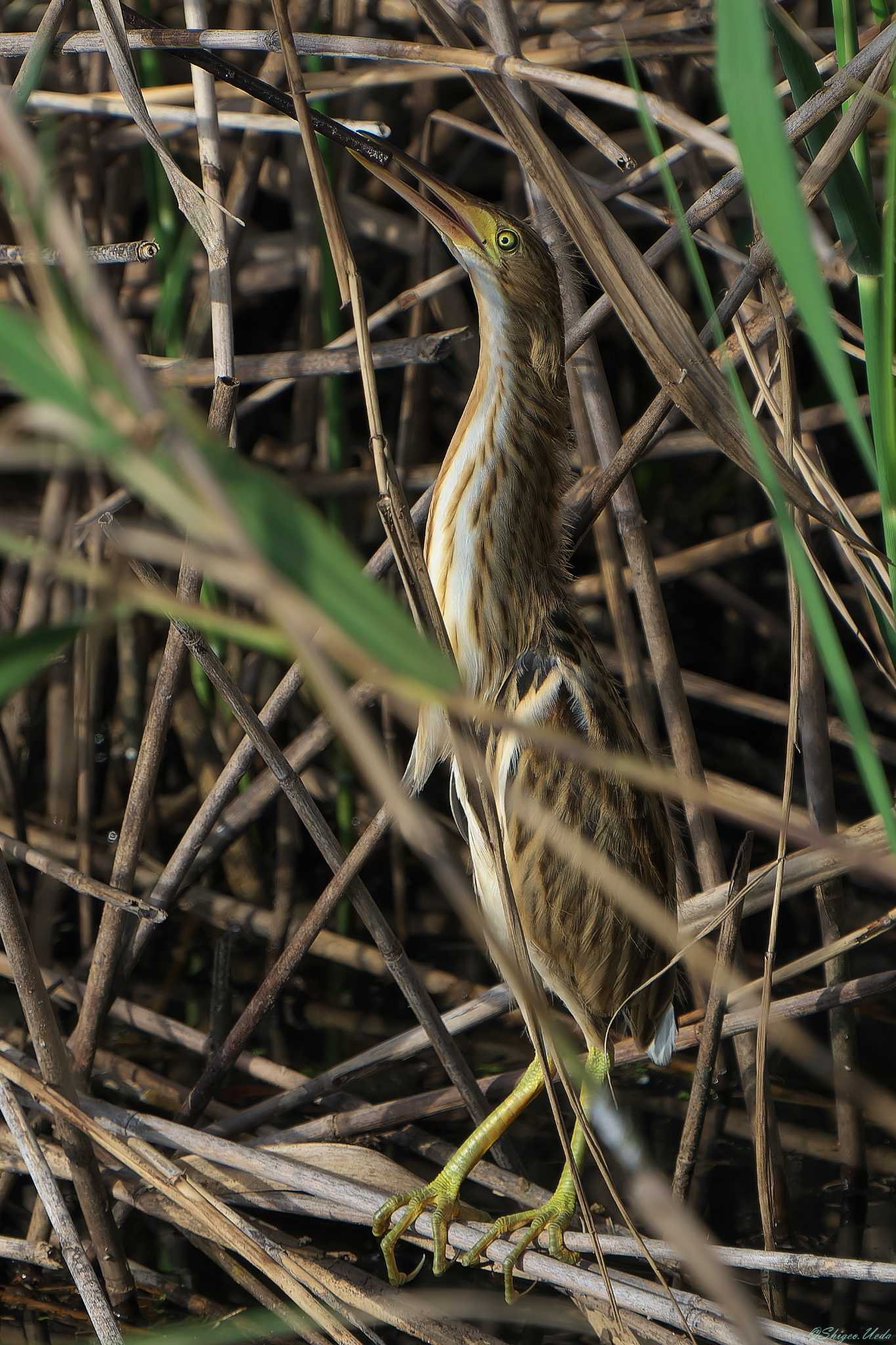 Photo of Yellow Bittern at 明石市 by 禽好き