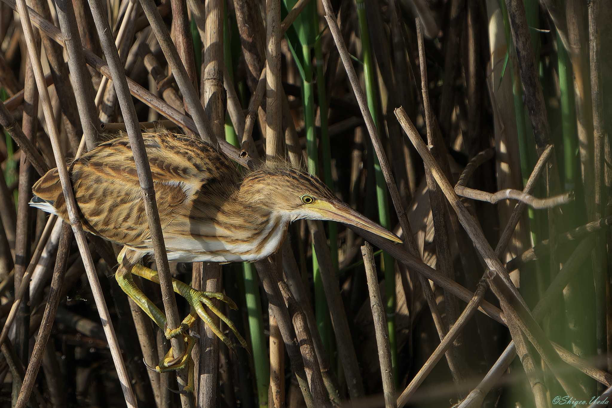 Yellow Bittern