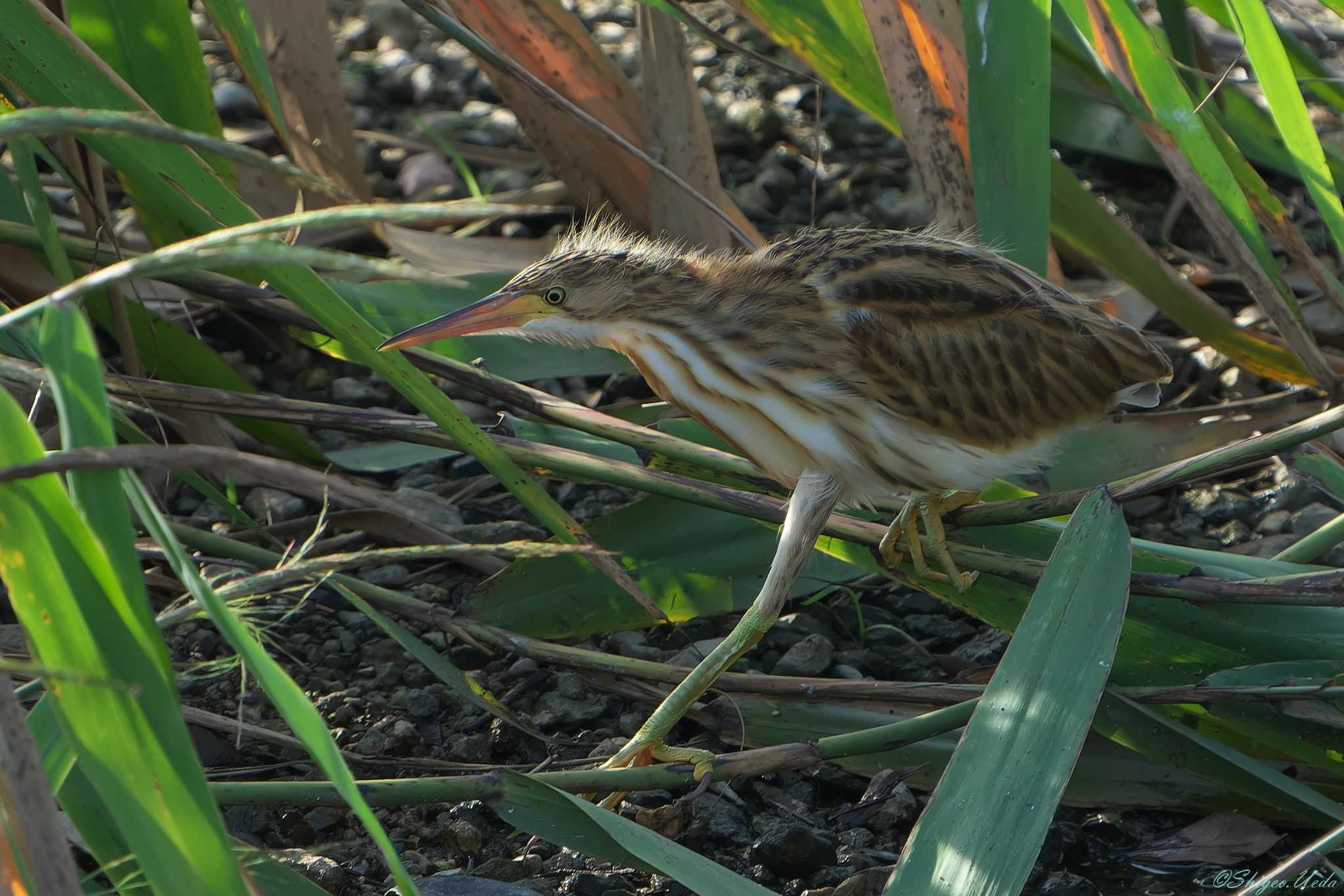 Photo of Yellow Bittern at 明石市 by 禽好き