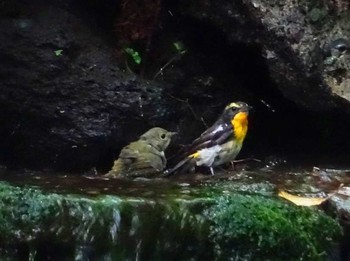 Narcissus Flycatcher Unknown Spots Sat, 8/4/2018