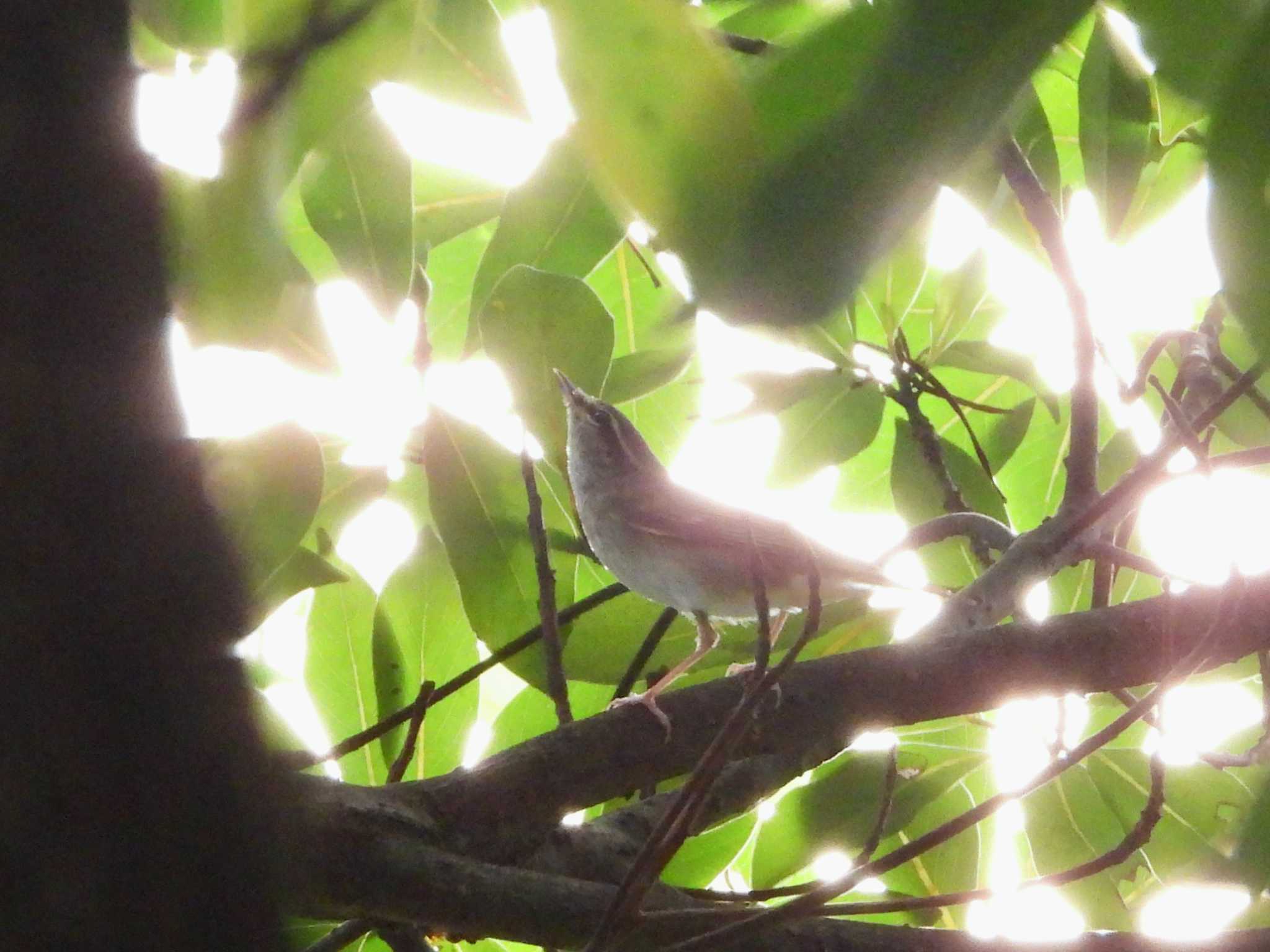 Photo of Sakhalin Leaf Warbler at マイフィールドa by ア