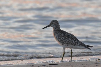 Great Knot 千里浜(石川県羽咋市) Sun, 8/27/2023