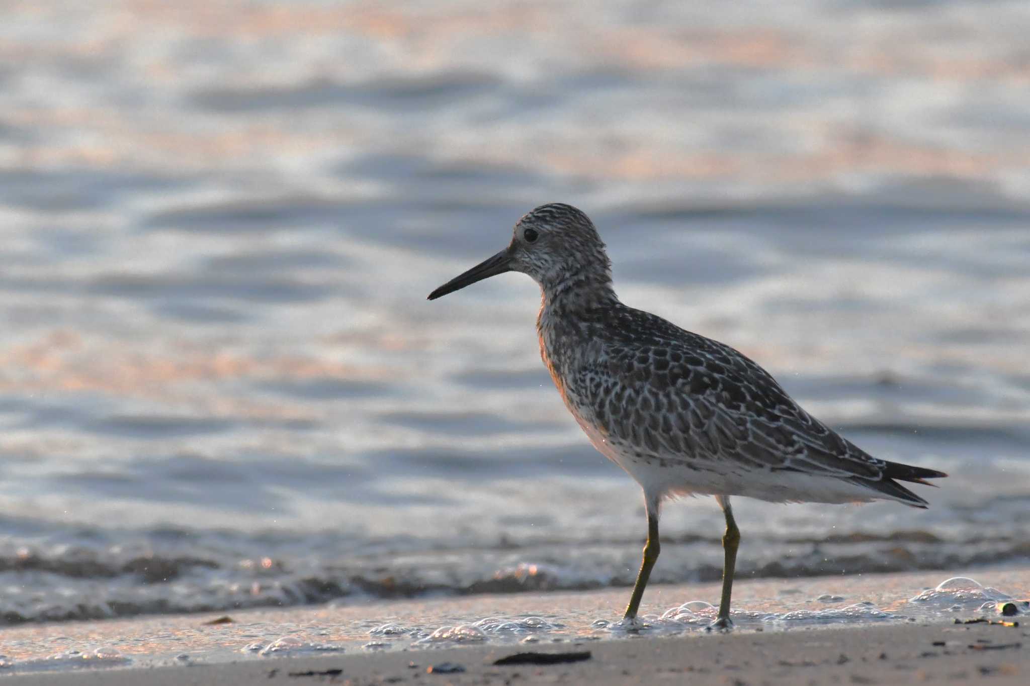 Photo of Great Knot at 千里浜(石川県羽咋市) by Semal