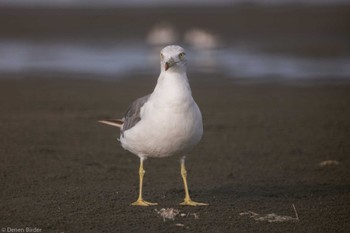 Black-tailed Gull Sambanze Tideland Sun, 8/27/2023