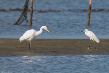 Medium Egret Sambanze Tideland Sun, 8/27/2023