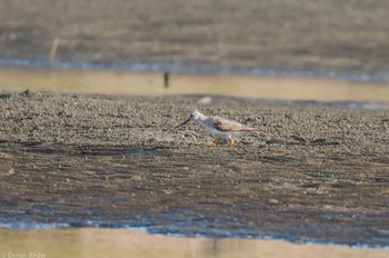 ソリハシシギ ふなばし三番瀬海浜公園 2023年8月27日(日)