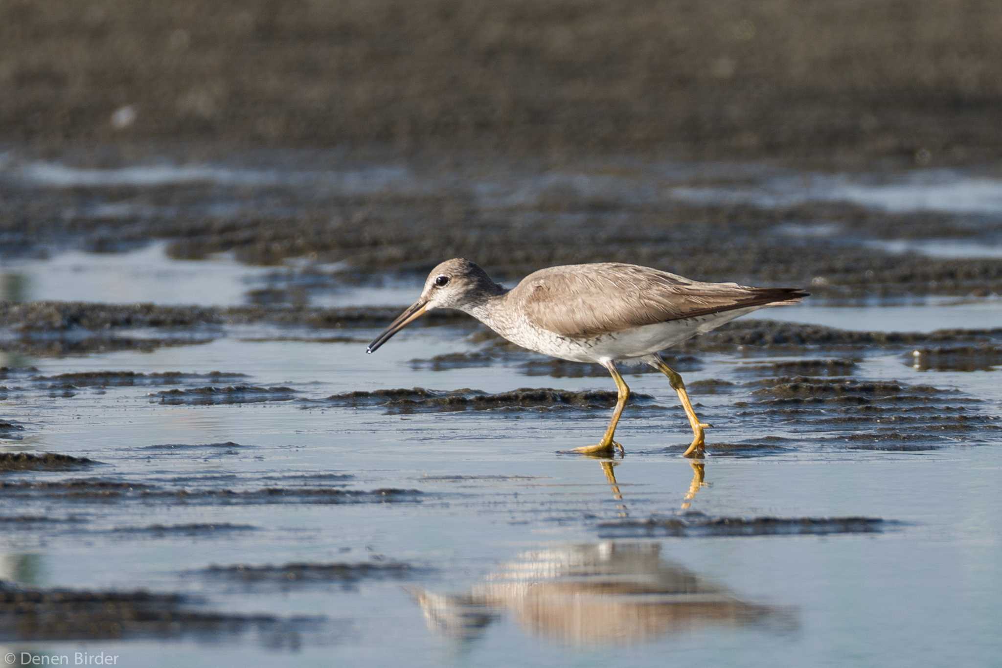 ふなばし三番瀬海浜公園 キアシシギの写真 by 田園Birder