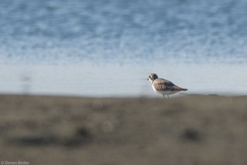 Siberian Sand Plover Sambanze Tideland Sun, 8/27/2023