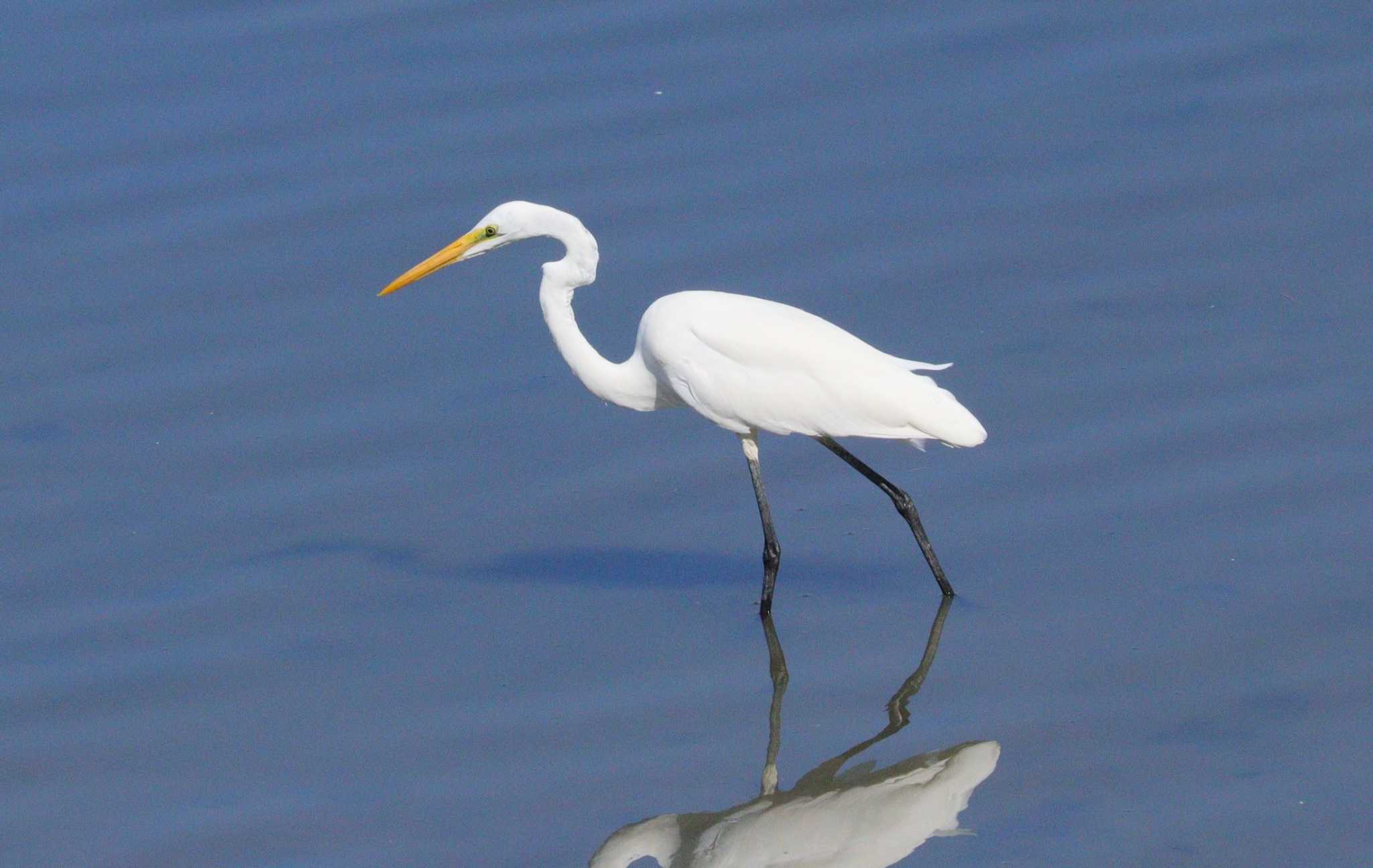 Great Egret