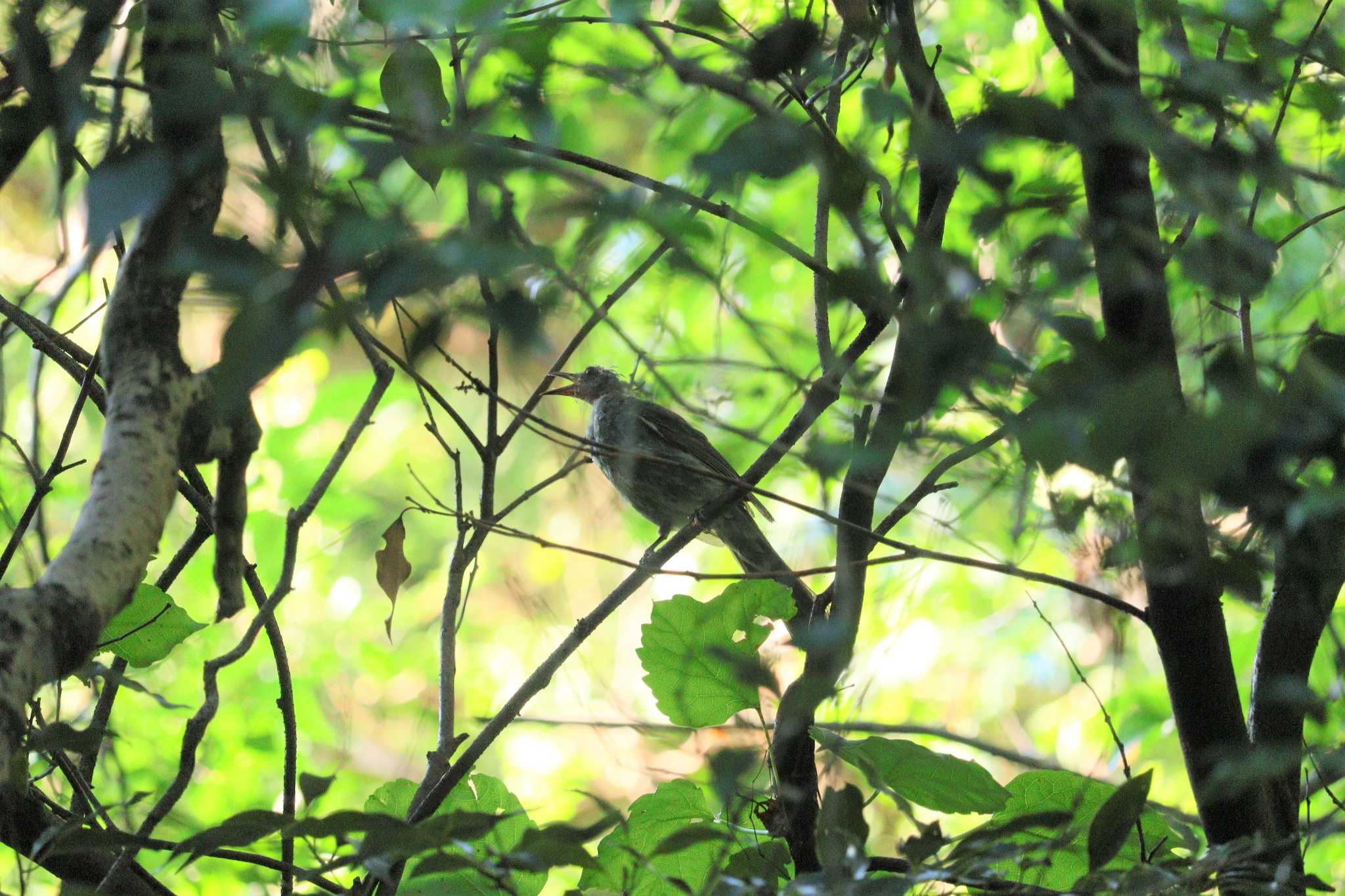 Brown-eared Bulbul