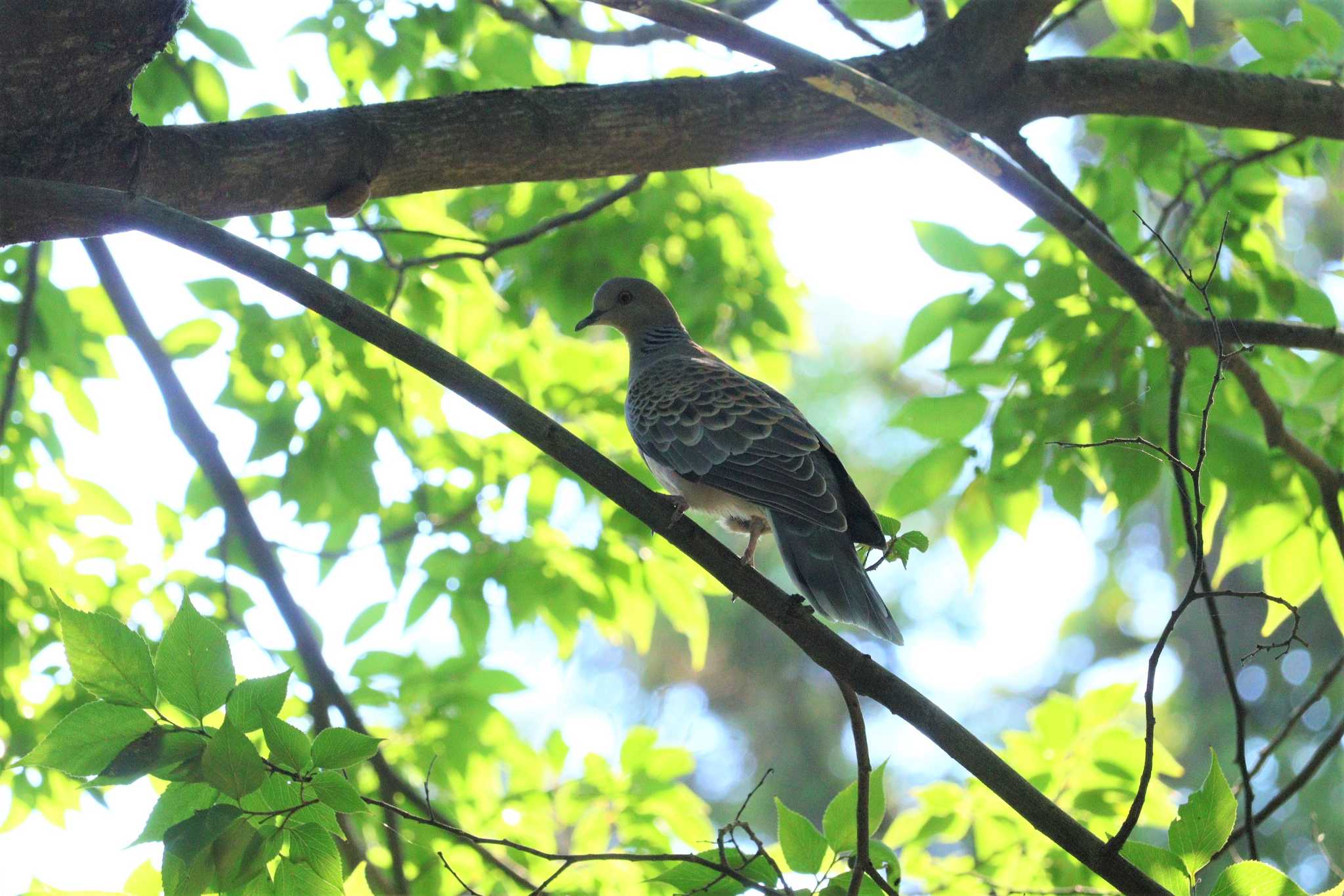 Oriental Turtle Dove