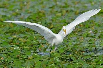 チュウサギ 大沼(宮城県仙台市) 2023年8月27日(日)