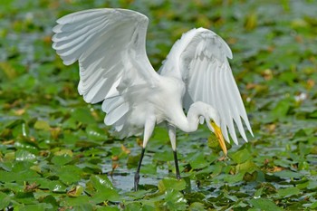 チュウサギ 大沼(宮城県仙台市) 2023年8月27日(日)