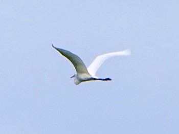 チュウサギ 舞岡公園 2023年8月28日(月)