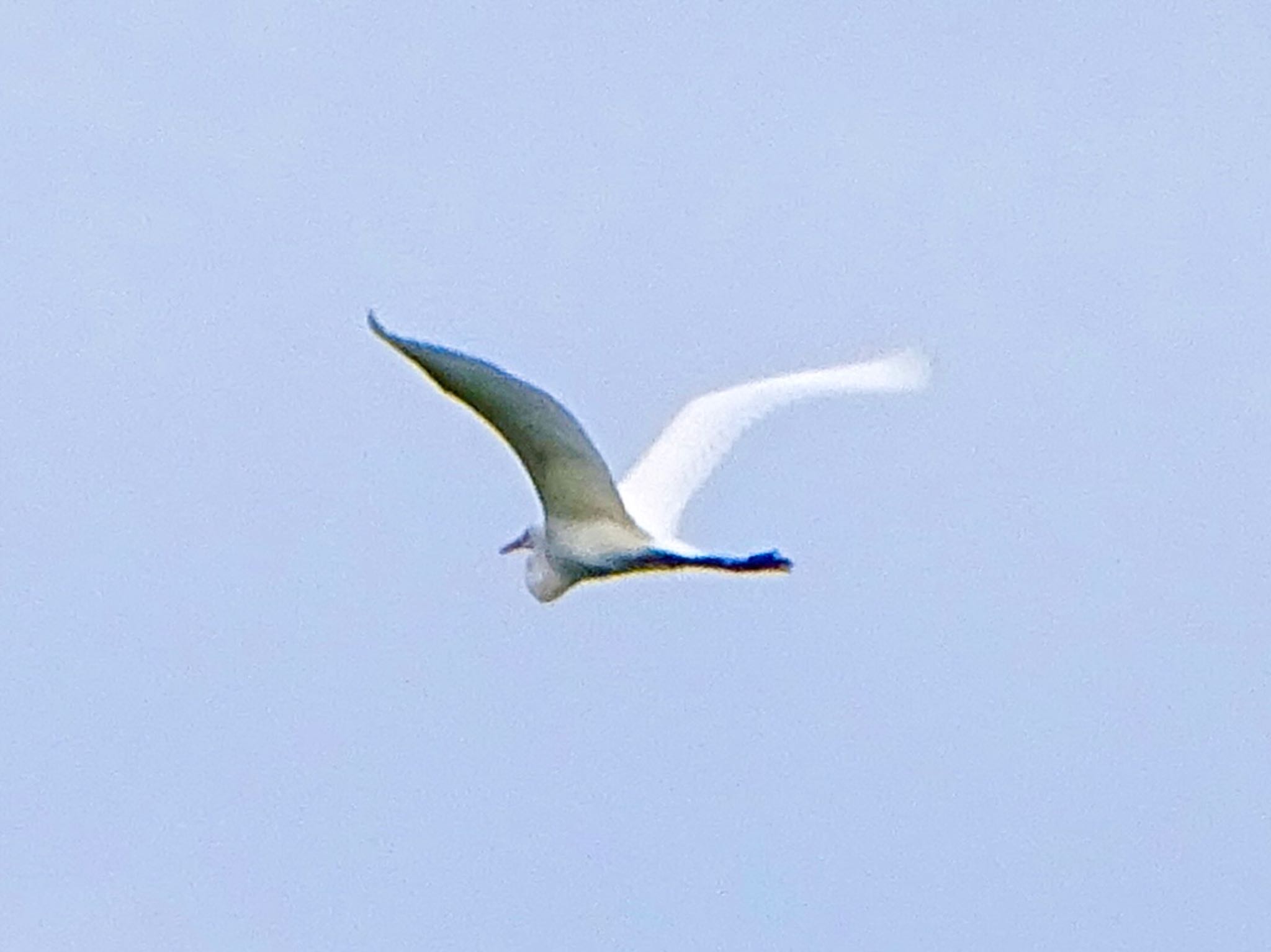 舞岡公園 チュウサギの写真