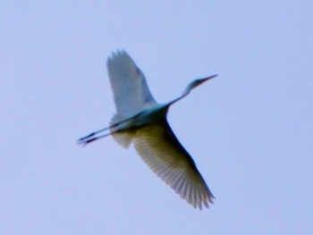 チュウサギ 舞岡公園 2023年8月28日(月)