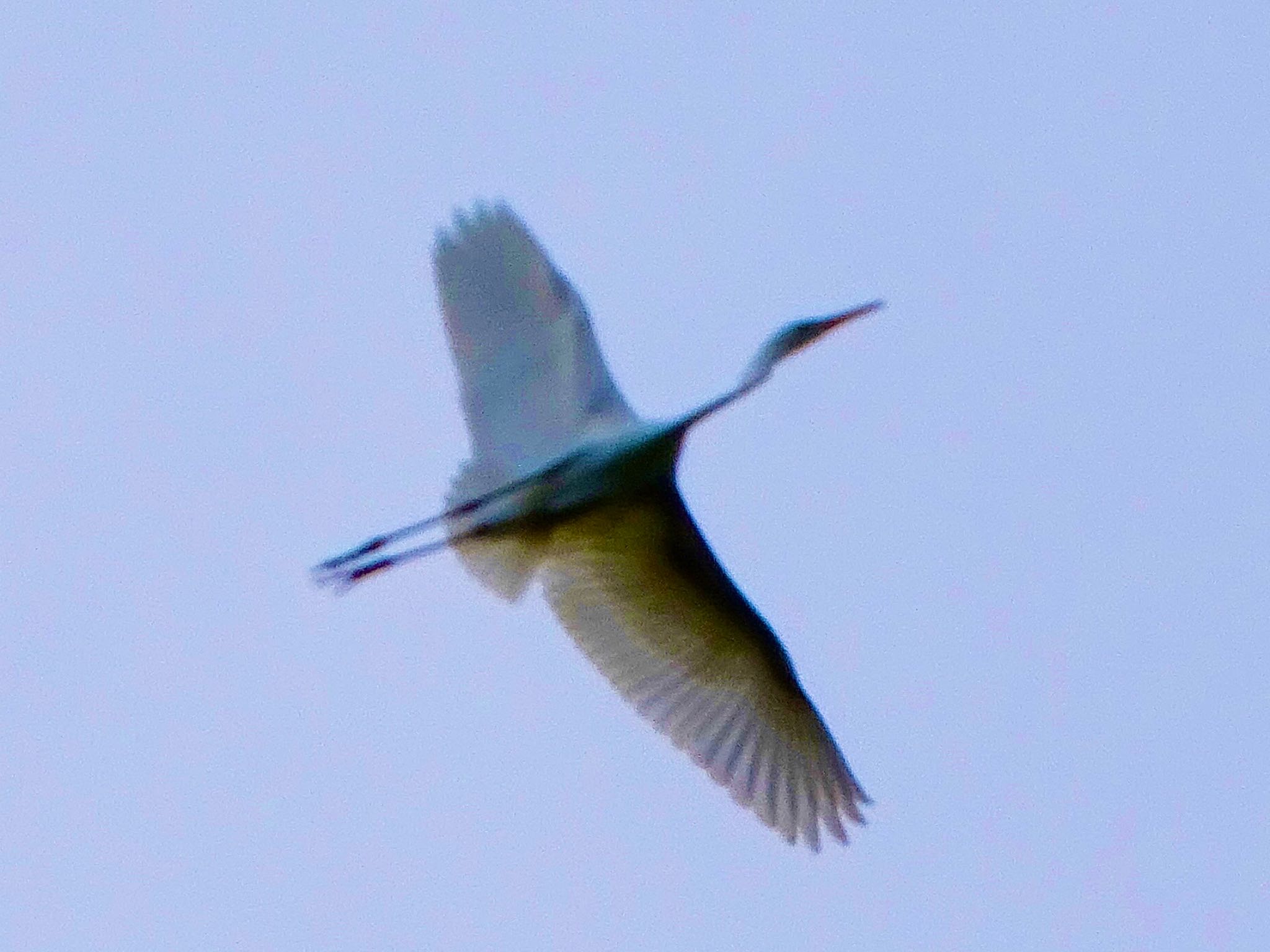 舞岡公園 チュウサギの写真