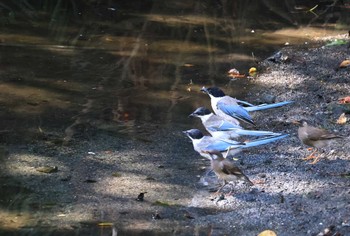 オナガ 行徳鳥獣保護区 2023年8月26日(土)