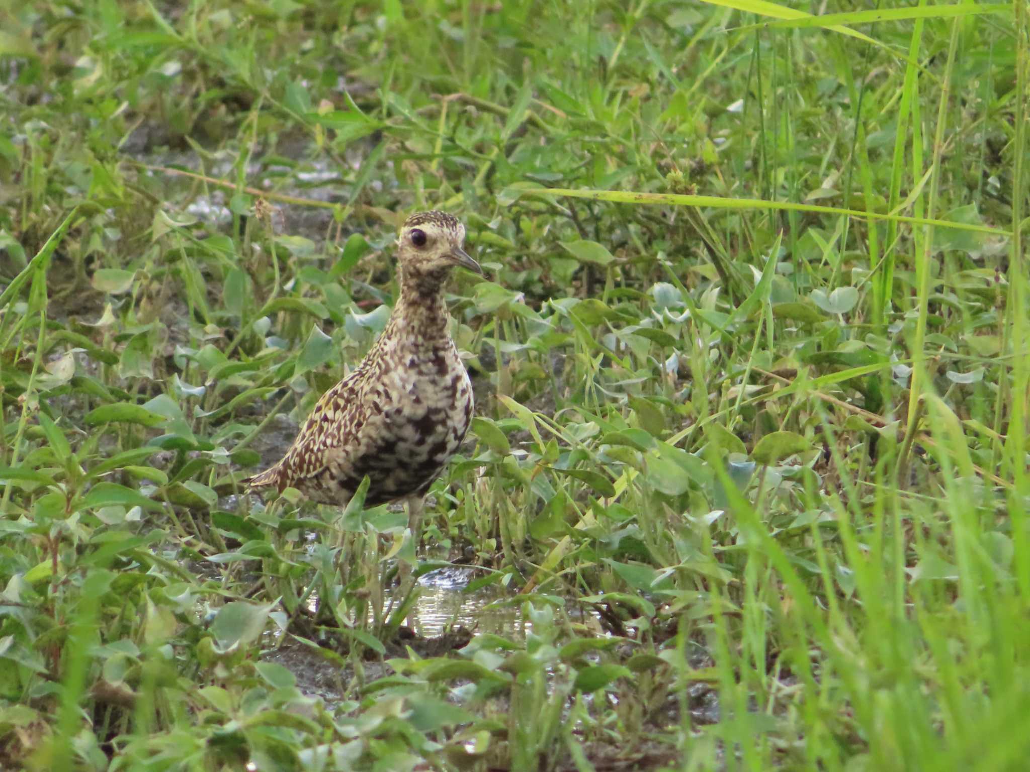 厚木田んぼ(猿ヶ島) ムナグロの写真