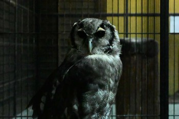 Verreaux's Eagle-Owl