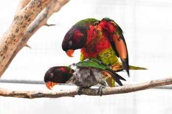 ゴシキセイガイインコ 場所が不明 2023年8月25日(金)