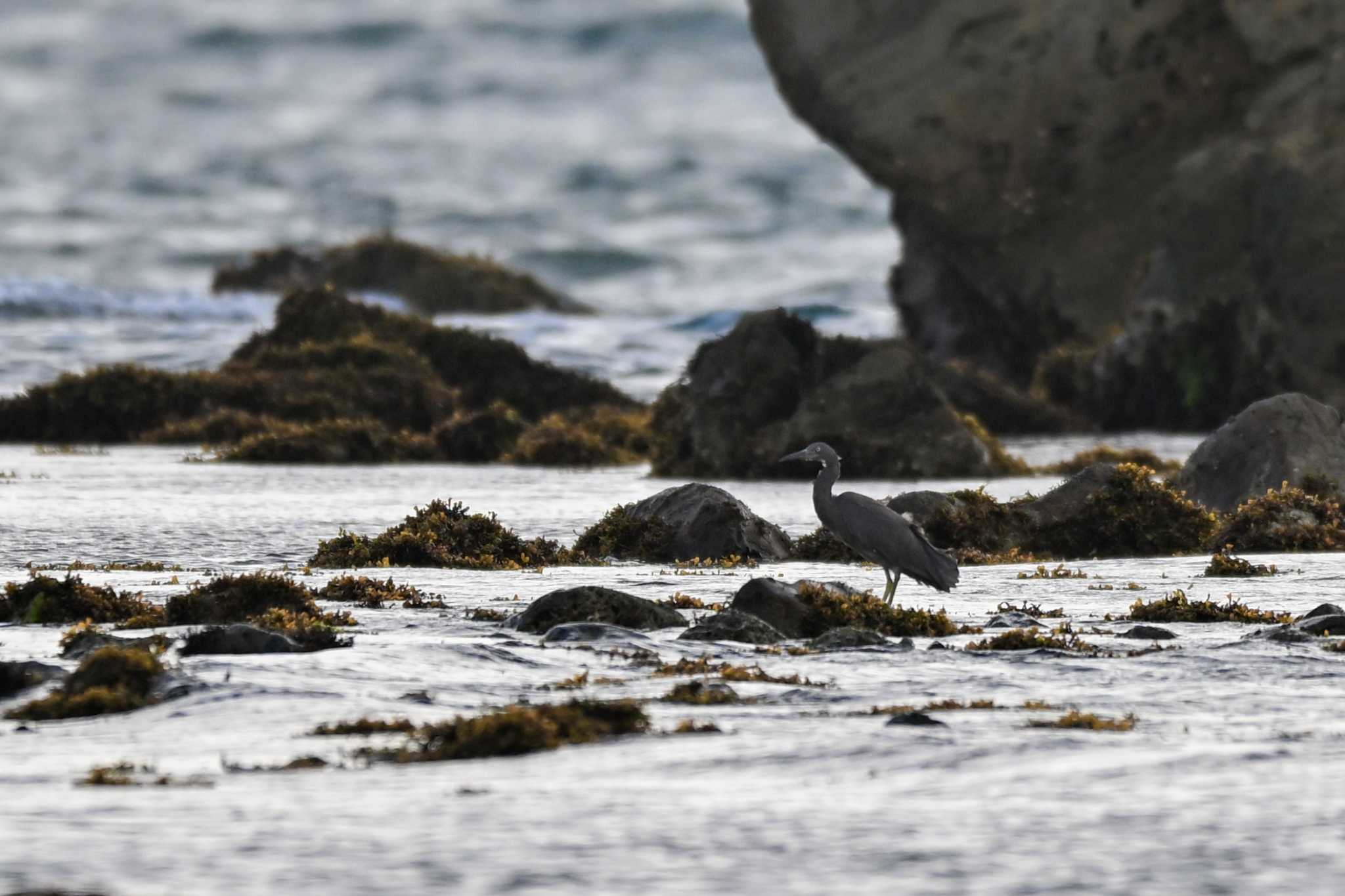 平磯海岸 クロサギの写真