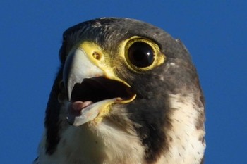 Peregrine Falcon 岡山旭川 Tue, 8/29/2023