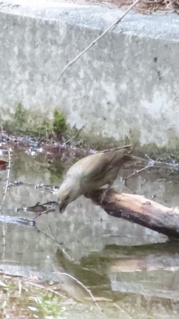 2023年8月28日(月) 富士河口湖町の野鳥観察記録