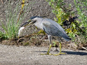 Striated Heron 藤沢市 Tue, 8/29/2023